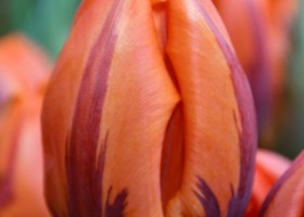 Tulipa Hermitage (4)